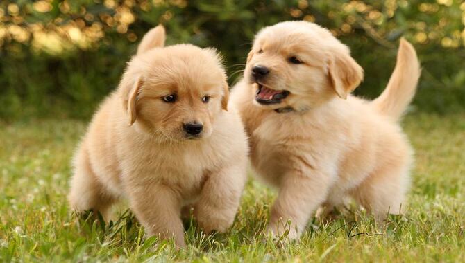 The Reason Behind Why Are Golden Retrievers So Cute