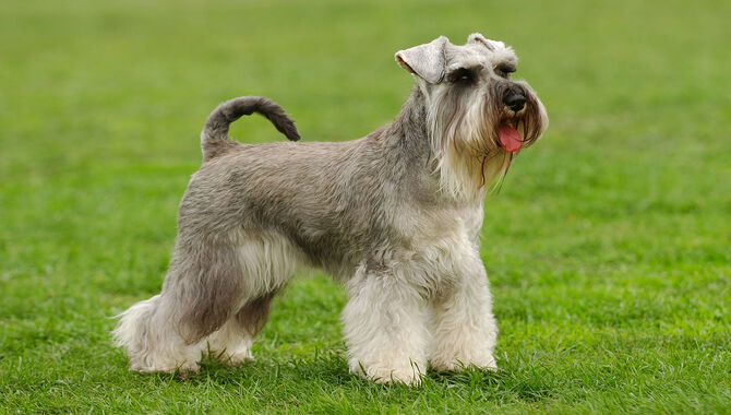 The Temperament Of A Schnauzer