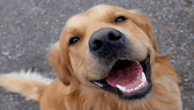 The Various Types Of Golden Retriever Teeth