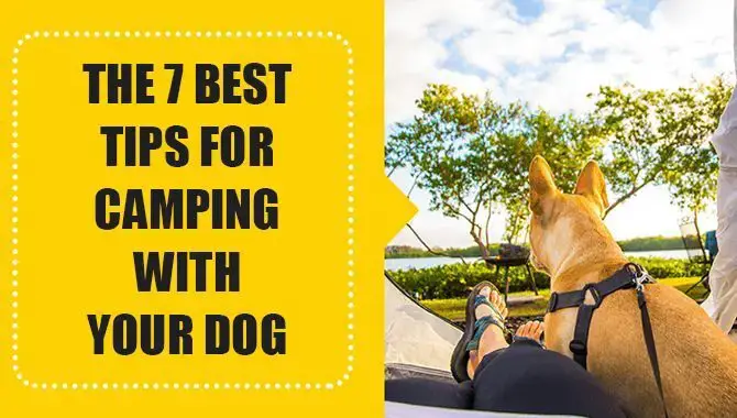 The 7 Best Tips For Camping With Your Dog