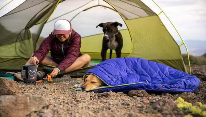 Things To Avoid While Camping With Your Dog