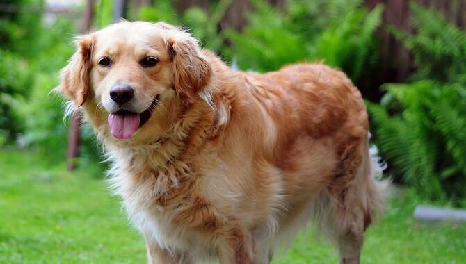 Things To Avoid While Cleaning A Golden Retriever Coat
