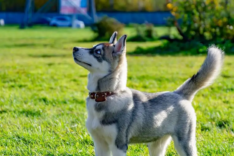 Things To Consider Before Buying A Miniature Husky