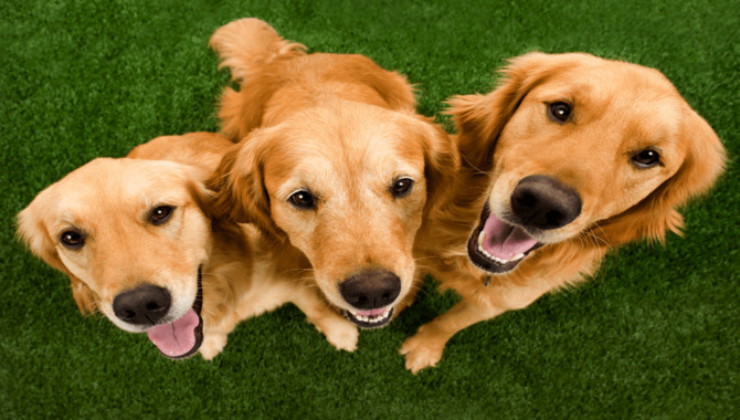 Things To Know Before Spaying And Neutering Golden Retrievers
