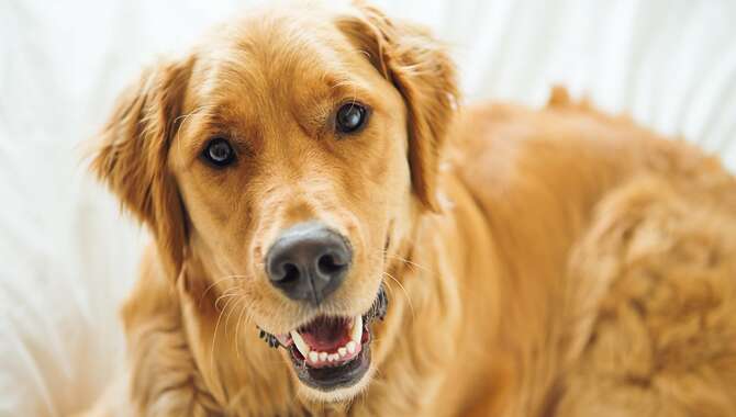 Tips For Dealing With A Smelly Golden Retriever