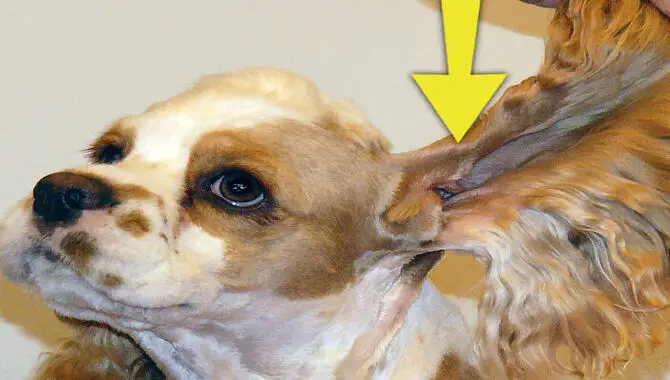 Tips For Keeping Cocker Spaniels' Ears Clean