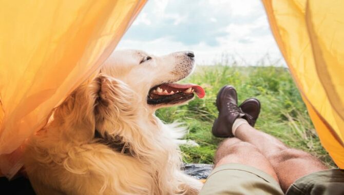 Tips For Packing Your Camping Gear For A Dog