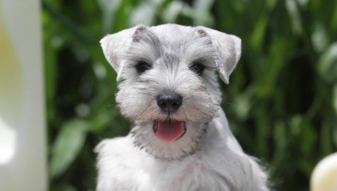 Tips For Raising A Hunting Schnauzer