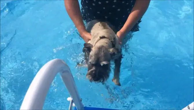 Tips For Safely Bringing A Schnauzer To The Swimming Pool
