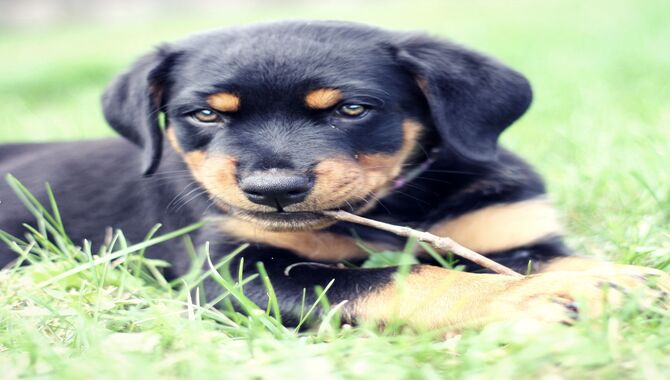 Top 10 Dog Breeds With Eyebrow Markings