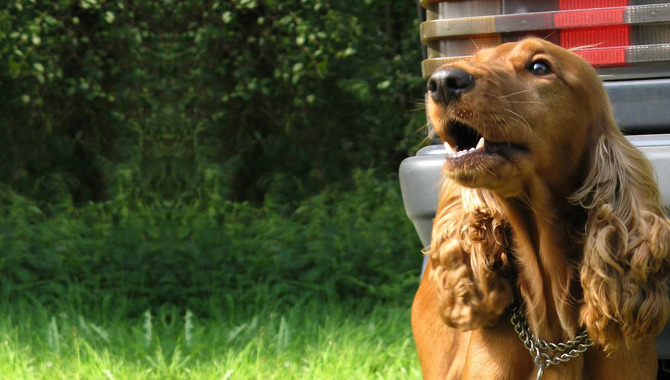 Training Cocker Spaniel To Stop Barking