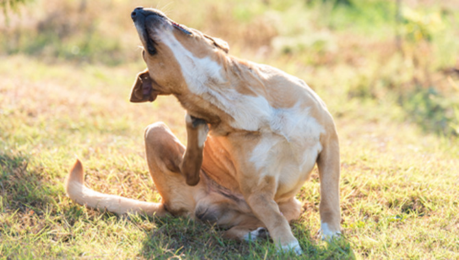 Treatments For Hair Pulling Habit In Dogs