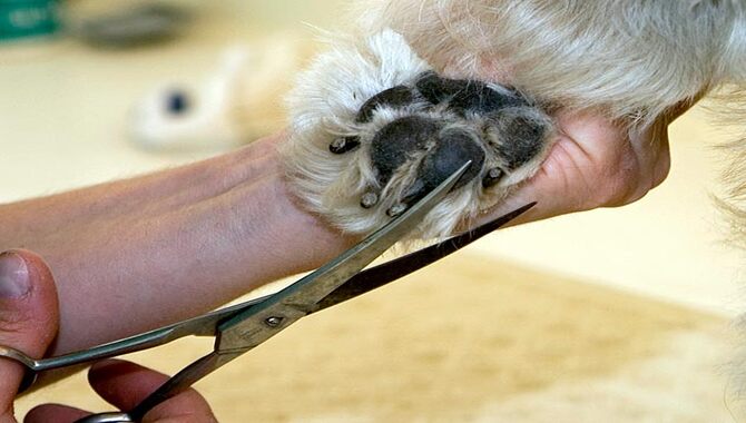 Trimming The Hair Between The Toes