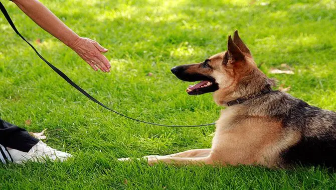 Try Some Of These Techniques To Get Your Dog To Come When Called