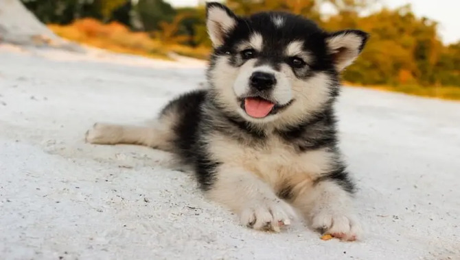 Types Of Teacup Huskies