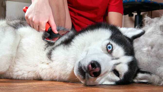 Undercoat Brushes For Husky Grooming