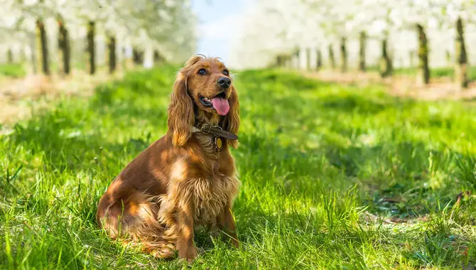 Understanding The Behavior And Causes Of Cocker Spaniel Barking