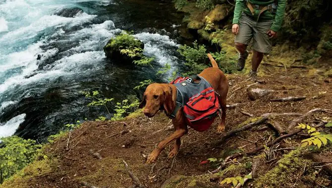 Use An Online Dog Hiking Resource