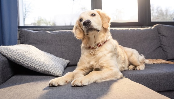 Use Stair Treads To Help Your Golden Navigate The Stairs