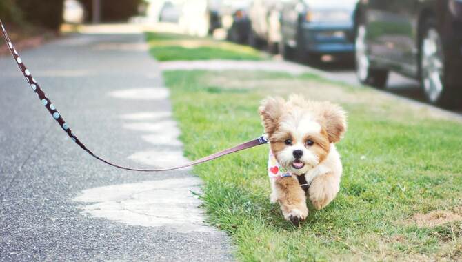 Walking The Puppy