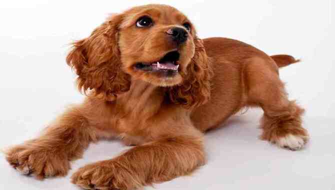 What Age Is A Cocker Spaniel Fully Grown