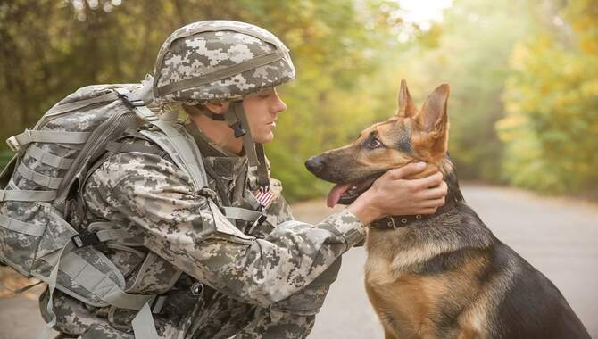 What Are Military Dogs & What Do They Do