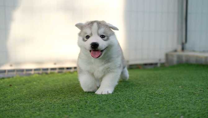 What Are Teacup Huskies?