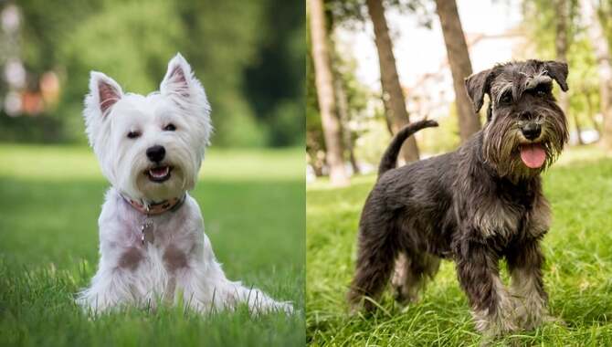 What Are The Differences Between Schnauzers And Other Dogs?