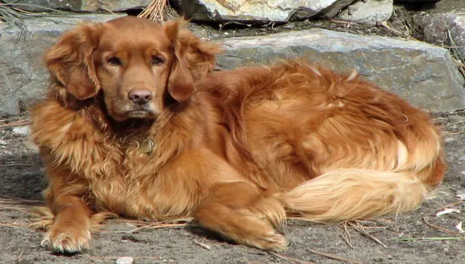What Are The Possible Causes Of The Golden Retriever's Smell?