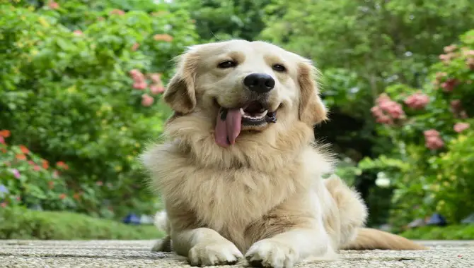 What Can I Do To Help My Golden Retriever Avoid Panting
