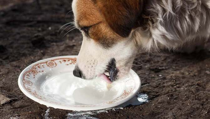What Dairy Products Are Safe For Dogs To Eat