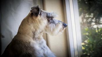 can a giant schnauzer be left alone