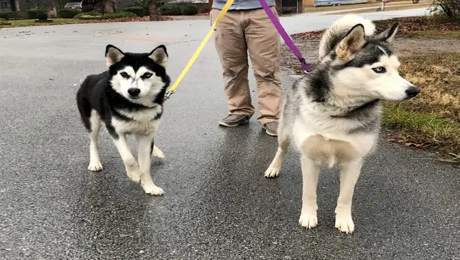 What Is A Husky's Size?