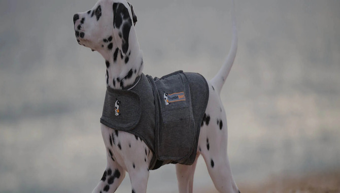 What Is A Thundershirt?
