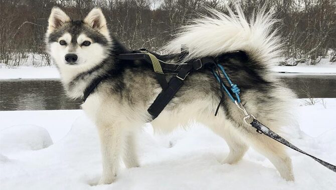 What Is An Alaska Klee Kai