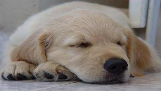 What Is The Golden Rule Of Golden Retriever Sleep?