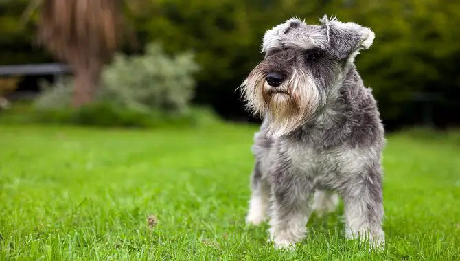 What Is The Personality Of A Schnauzer