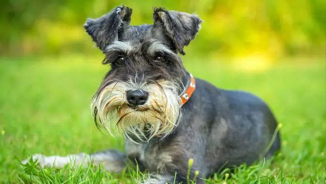 What Is The Personality Of A Schnauzer