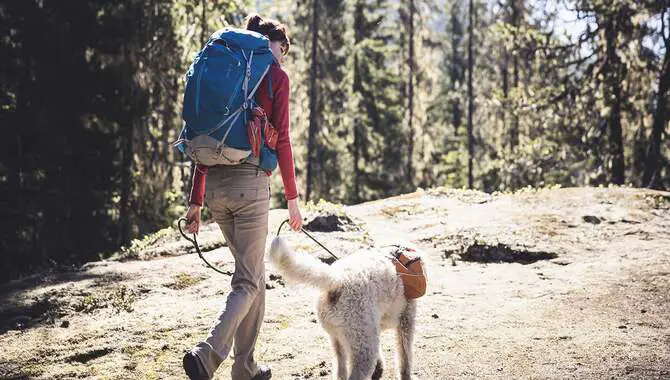 What Is The Puppy Hiking Age Limit