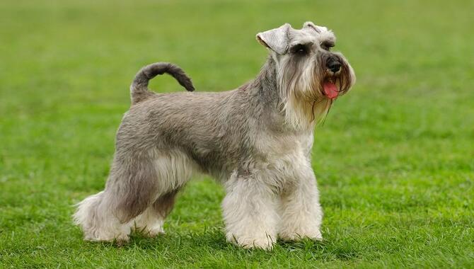 What Kind Of Temperament Do Schnauzers Have