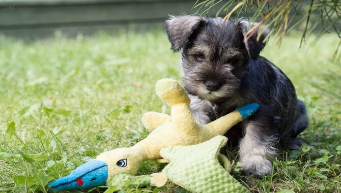 What Kind Of Toys Do Schnauzers Like?