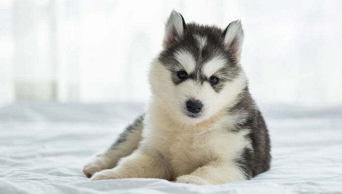 What To Do Before You Have Your Siberian Husky Puppies