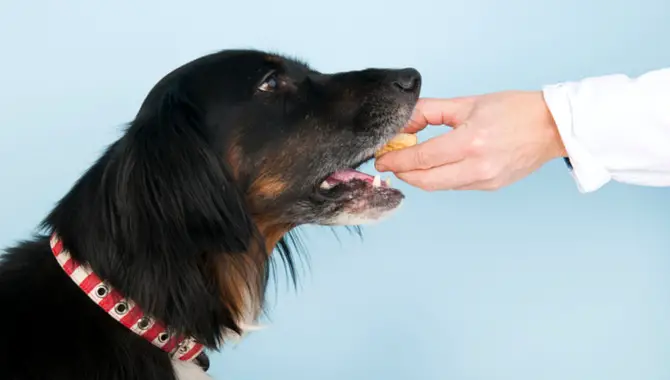 What To Do If Dog Wants To Be Hand Fed