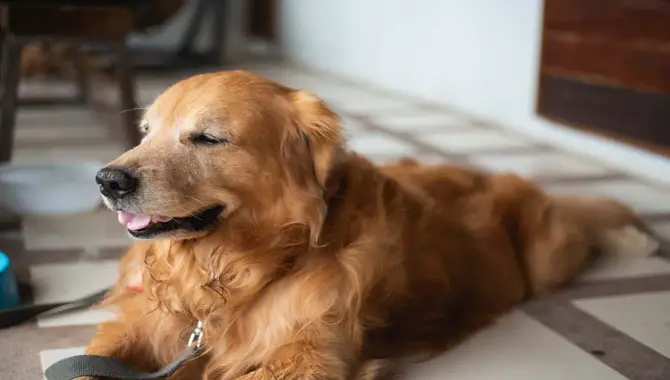 What To Do If Your Golden Retriever Doesn't Want To Sleep