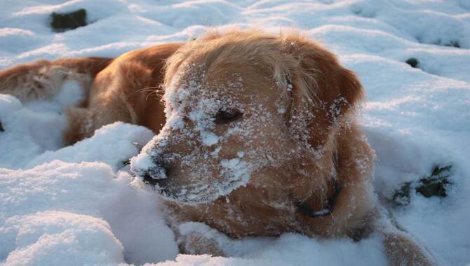 What To Do If Your Golden Retriever Gets Cold In The Winter?