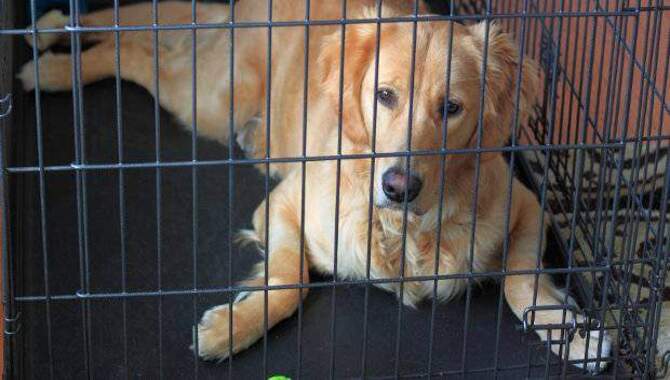 What To Do If Your Golden Retriever Puppy Refuses To Go Into The Crate