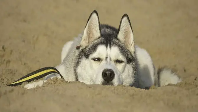 What To Do If Your Husky Is Too Hot