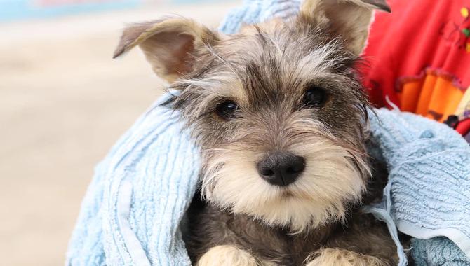 What To Do If Your Schnauzer Gets Wet In The Swimming Pool