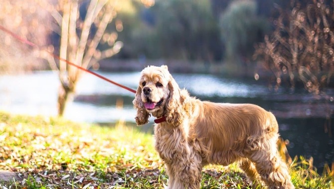 What Weight Is A Fully Grown Cocker Spaniel