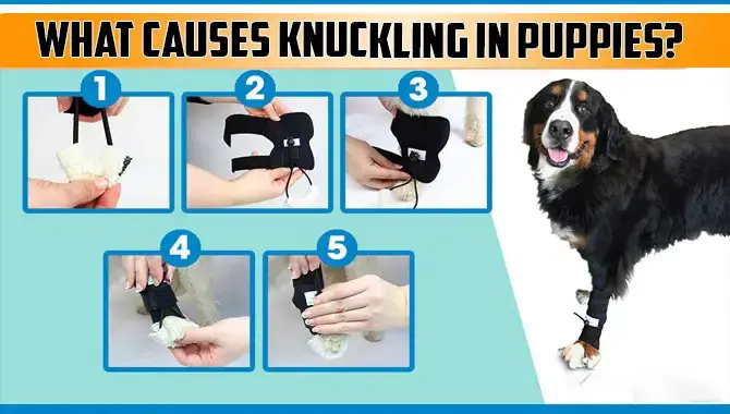 What Causes Knuckling In Puppies